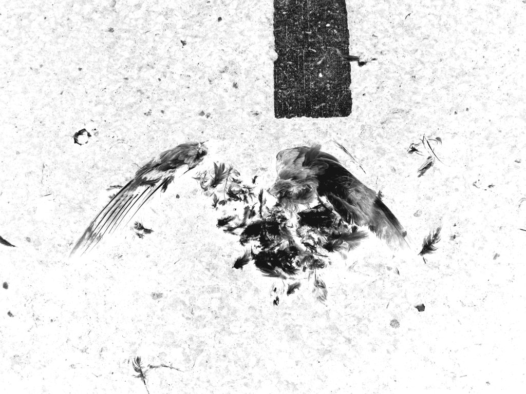 Dead bird